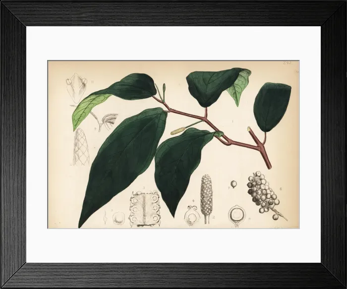 Framed Print : Cubeba, Piper cubeba