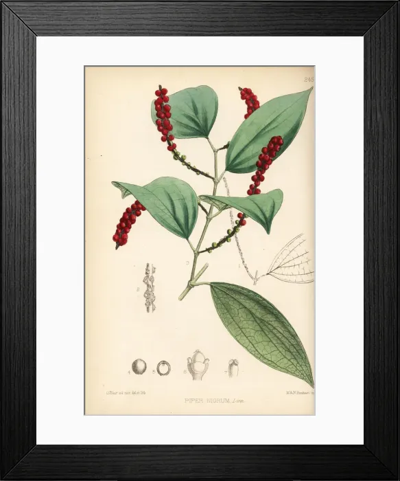 Framed Print : Black pepper or murich, Piper nigrum Framed Print : Black pepper or murich, Piper nigrum