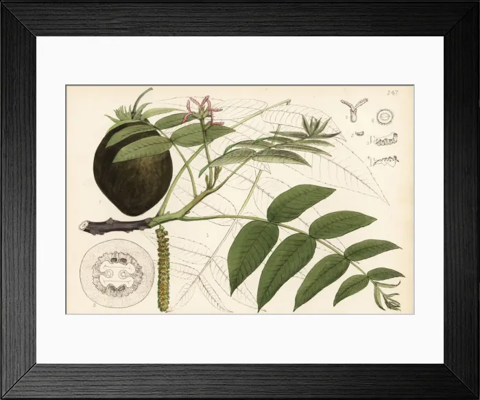 Framed Print : Butternut, Juglans cinerea Framed Print : Butternut, Juglans cinerea