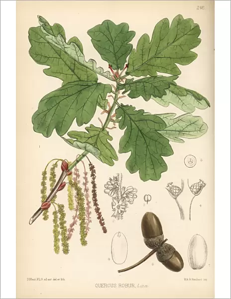 Common oak tree, Quercus robur