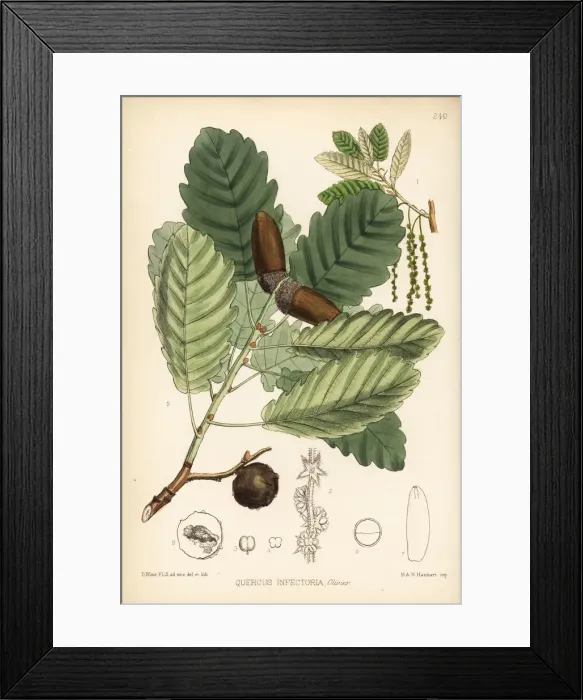 Framed Print : Aleppo oak, Quercus infectoria Framed Print : Aleppo oak, Quercus infectoria