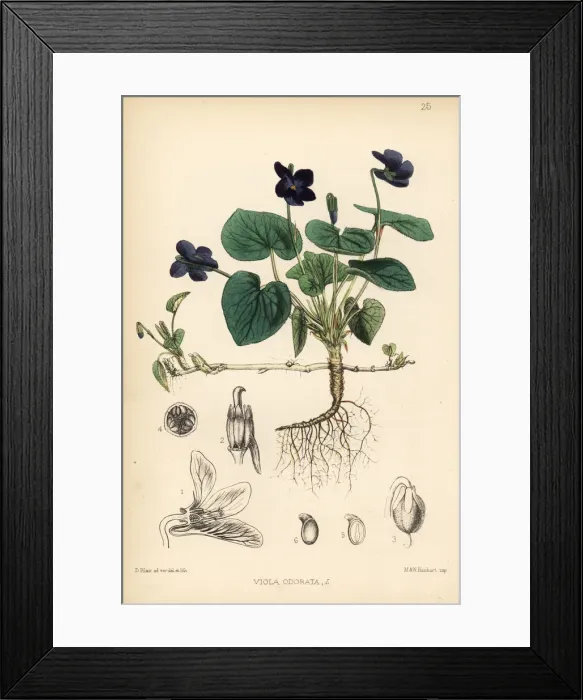 Framed Print : Sweet violet, Viola odorata Framed Print : Sweet violet, Viola odorata