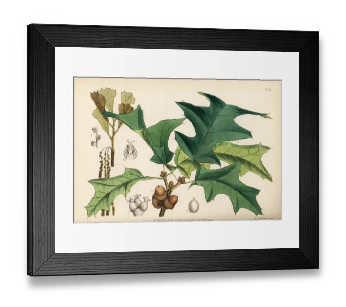 Framed Print : Black oak, Quercus velutina Framed Print : Black oak, Quercus velutina
