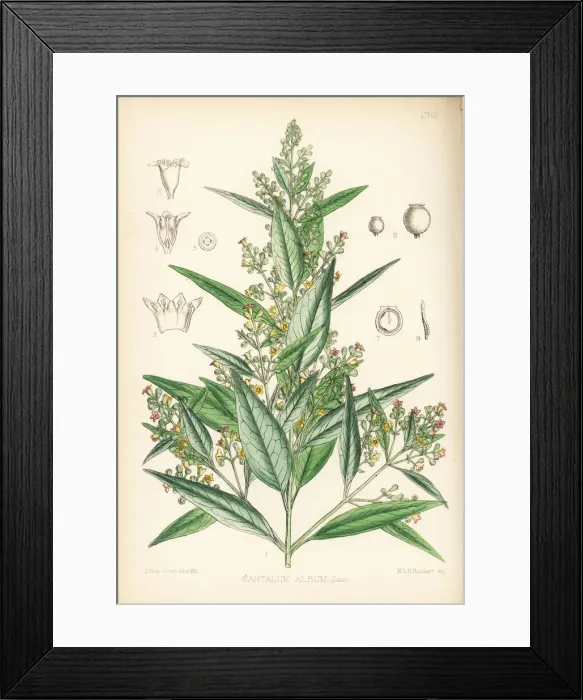 Framed Print : Indian sandalwood, Santalum album Framed Print : Indian sandalwood, Santalum album