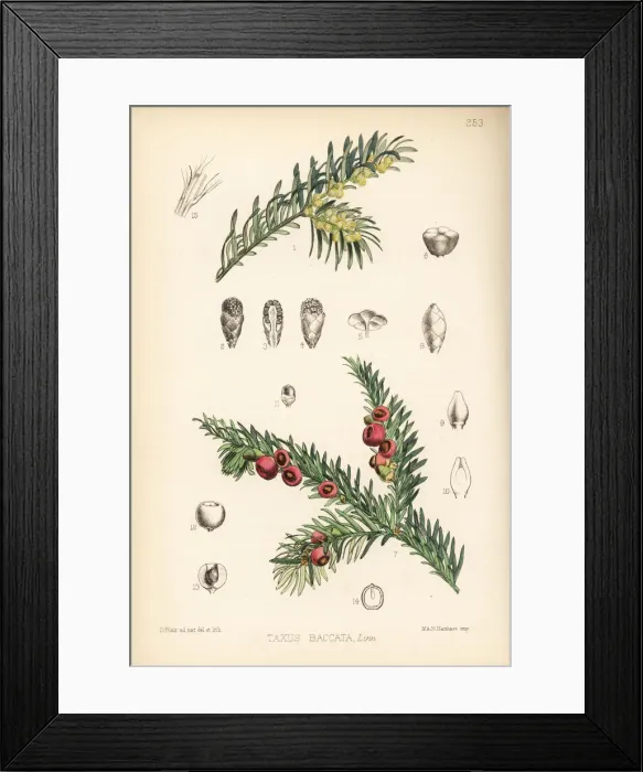 Framed Print : Yew tree, Taxus baccata