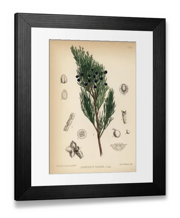 Framed Print : Savin juniper, Juniperus sabina Framed Print : Savin juniper, Juniperus sabina