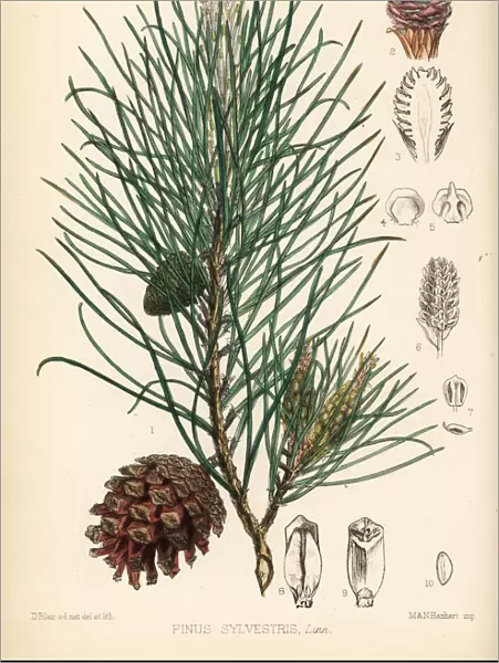 Scotch fir, Pinus sylvestris