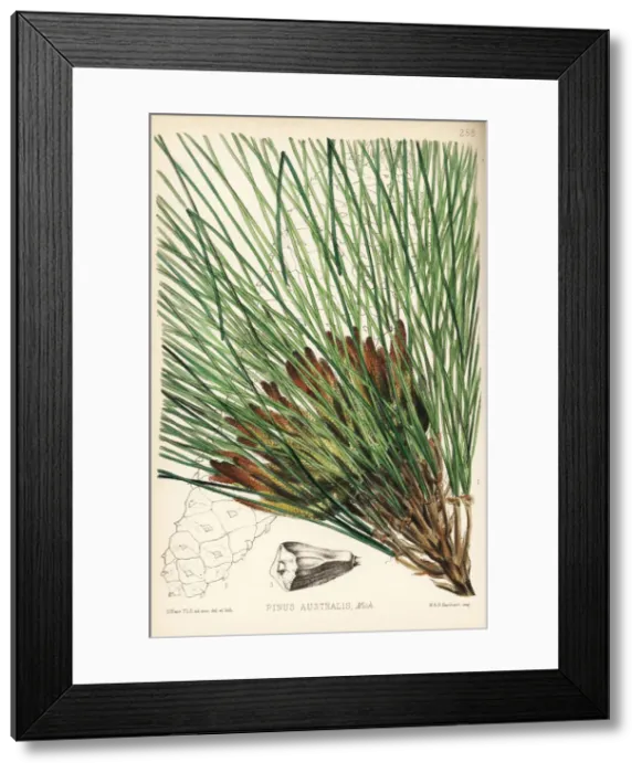 Framed Print : Longleaf pine, Pinus palustris Framed Print : Longleaf pine, Pinus palustris