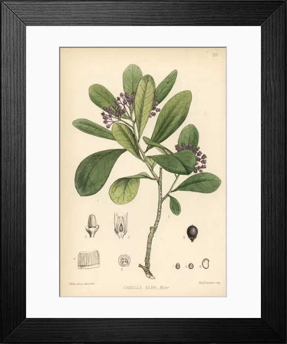 Framed Print : White wood or wild cinnamon, Canella winterana Framed Print : White wood or wild cinnamon, Canella winterana