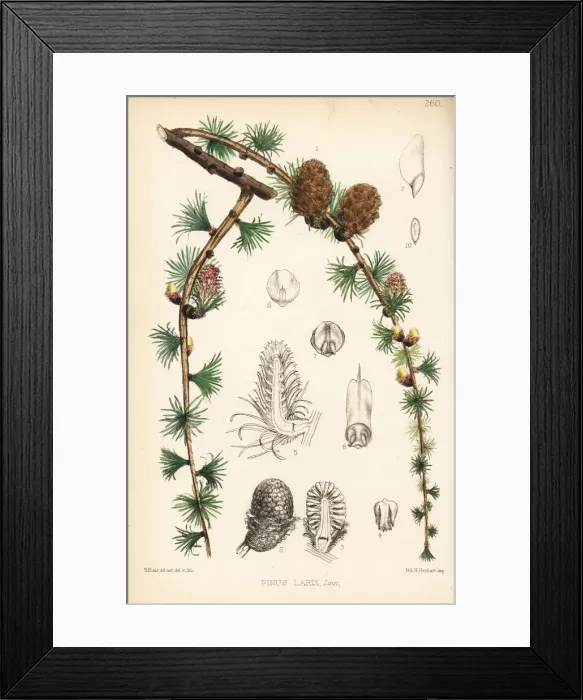 Framed Print : Larch, Pinus larix Framed Print : Larch, Pinus larix