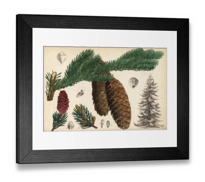 Framed Print : Spruce fir or Norway spruce, Picea abies Framed Print : Spruce fir or Norway spruce, Picea abies
