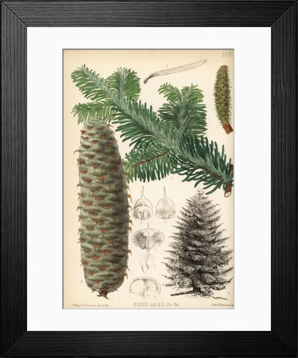 Framed Print : Silver fir, Abies alba Framed Print : Silver fir, Abies alba