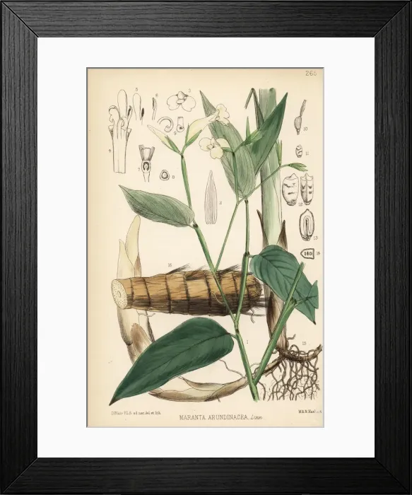 Framed Print : Arrowroot or maranta, Maranta arundinacea Framed Print : Arrowroot or maranta, Maranta arundinacea