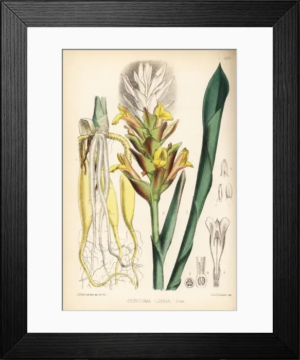 Framed Print : Turmeric, Curcuma longa Framed Print : Turmeric, Curcuma longa