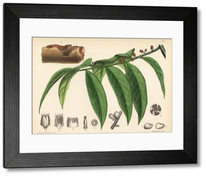 Framed Print : Red canella or mountain cinnamon, Cinnamodendron corticosum Framed Print : Red canella or mountain cinnamon, Cinnamodendron corticosum
