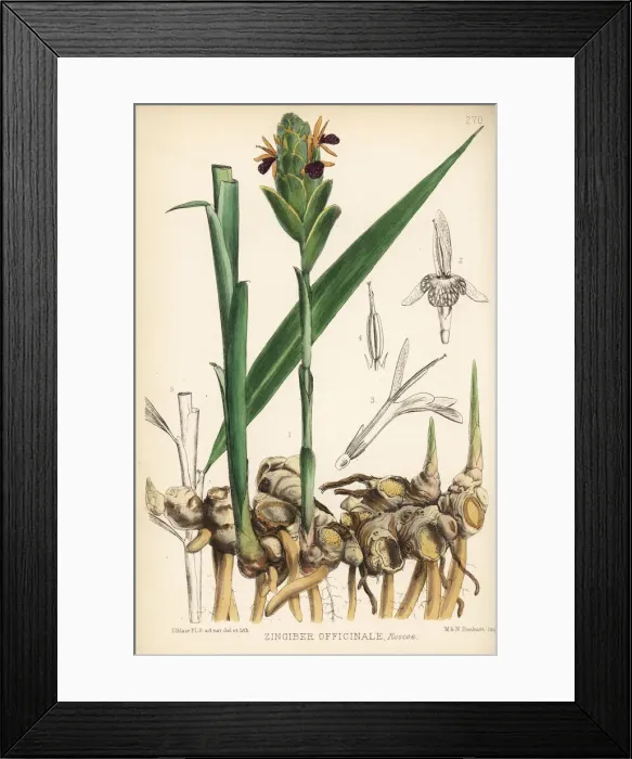 Framed Print : Ginger, Zingiber officinale Framed Print : Ginger, Zingiber officinale