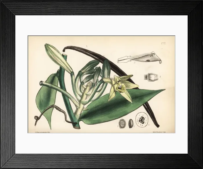 Framed Print : Vanilla orchid, Vanilla planifolia Framed Print : Vanilla orchid, Vanilla planifolia
