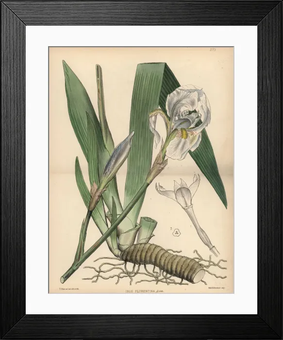 Framed Print : White flag, Iris germanica Framed Print : White flag, Iris germanica