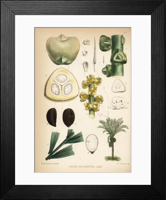 Framed Print : Sugar palm or arenga palm, Arenga pinnata Framed Print : Sugar palm or arenga palm, Arenga pinnata