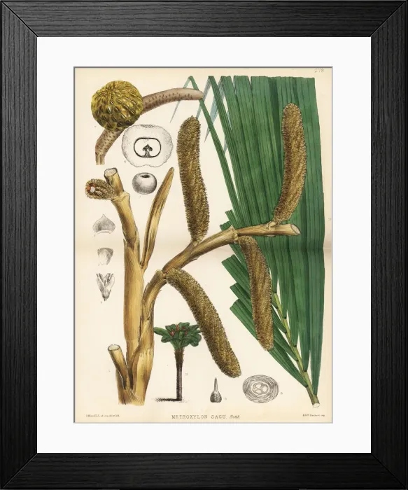 Framed Print : True sago palm, Metroxylon sagu Framed Print : True sago palm, Metroxylon sagu