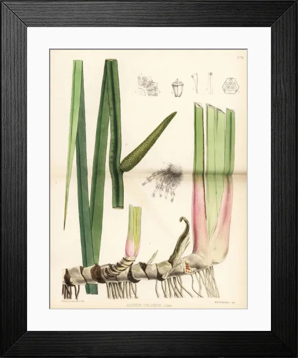 Framed Print : Sweet flag, Acorus calamus Framed Print : Sweet flag, Acorus calamus