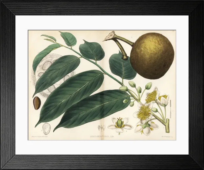 Framed Print : Chaulmoogri or petarcurrah, Gynocardia odorata Framed Print : Chaulmoogri or petarcurrah, Gynocardia odorata