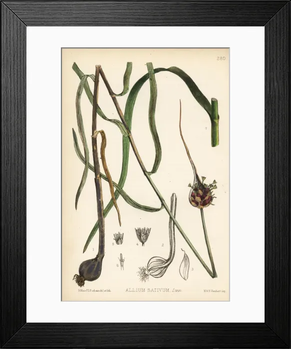 Framed Print : Garlic, Allium sativum Framed Print : Garlic, Allium sativum