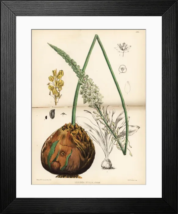 Framed Print : Squill, Drimia maritima Framed Print : Squill, Drimia maritima