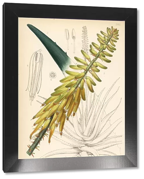 Common aloe or Barbados aloe, Aloe vera
