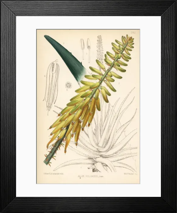 Framed Print : Common aloe or Barbados aloe, Aloe vera Framed Print : Common aloe or Barbados aloe, Aloe vera