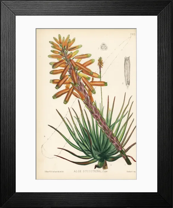 Framed Print : Fynbos aloe, Aloe succotrina Framed Print : Fynbos aloe, Aloe succotrina