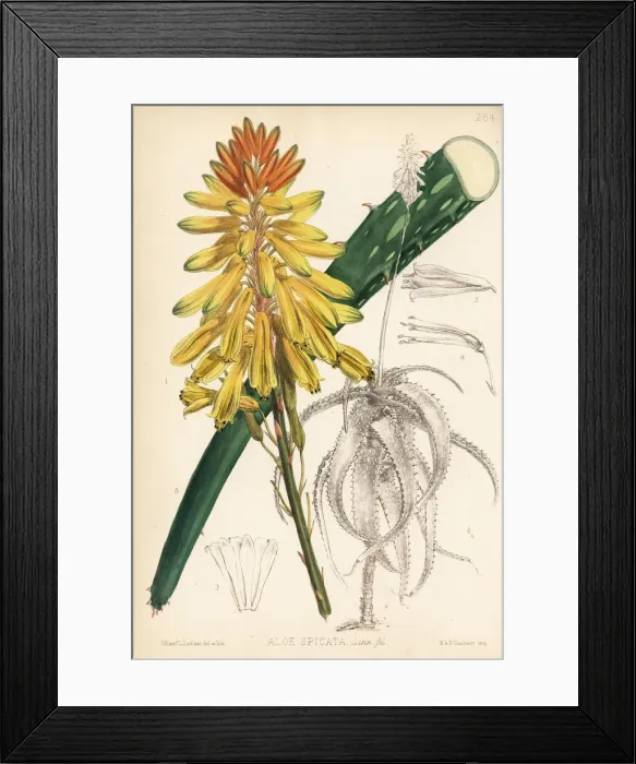 Framed Print : Cape aloe, Aloe spicata Framed Print : Cape aloe, Aloe spicata