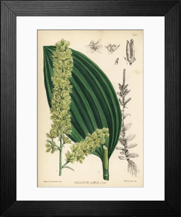 Framed Print : White hellebore, Veratrum album Framed Print : White hellebore, Veratrum album