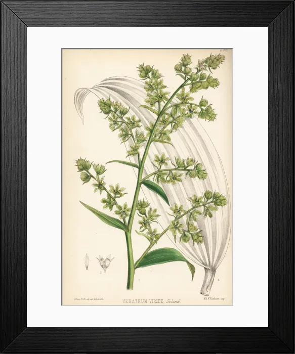 Framed Print : American white hellebore or Indian poke, Veratrum viride Framed Print : American white hellebore or Indian poke, Veratrum viride
