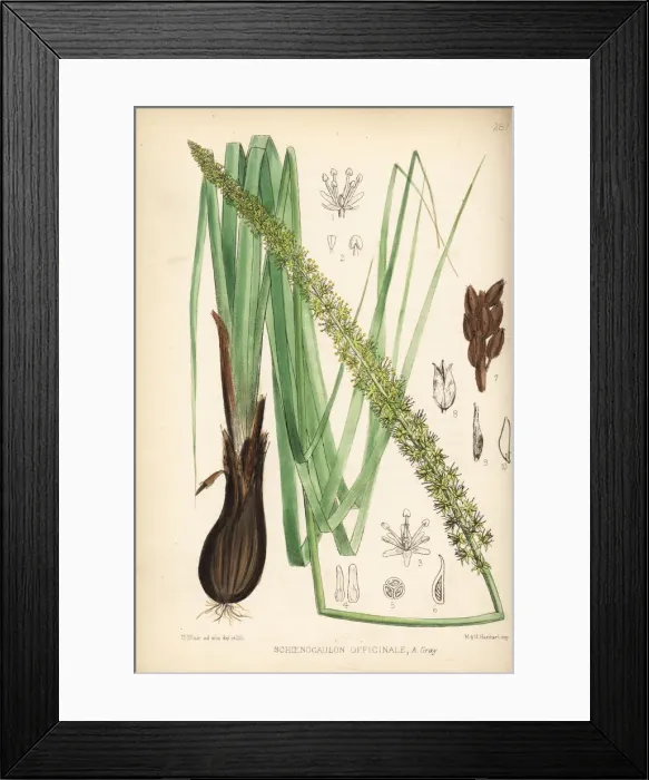 Framed Print : Sabadilla or cevadilla, Schoenocaulon officinale Framed Print : Sabadilla or cevadilla, Schoenocaulon officinale