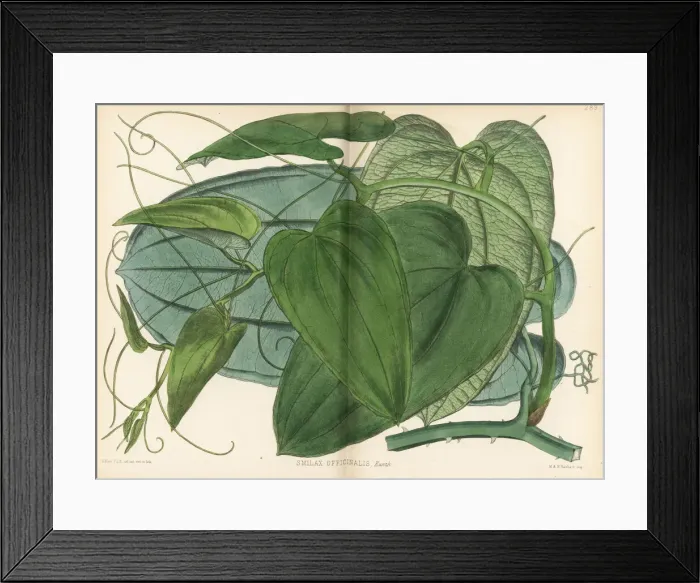 Framed Print : Jamaica sarsaparilla, Smilax officinalis Framed Print : Jamaica sarsaparilla, Smilax officinalis