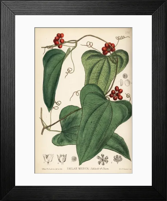 Framed Print : American sarsaparilla, Smilax aristolochiifolia Framed Print : American sarsaparilla, Smilax aristolochiifolia