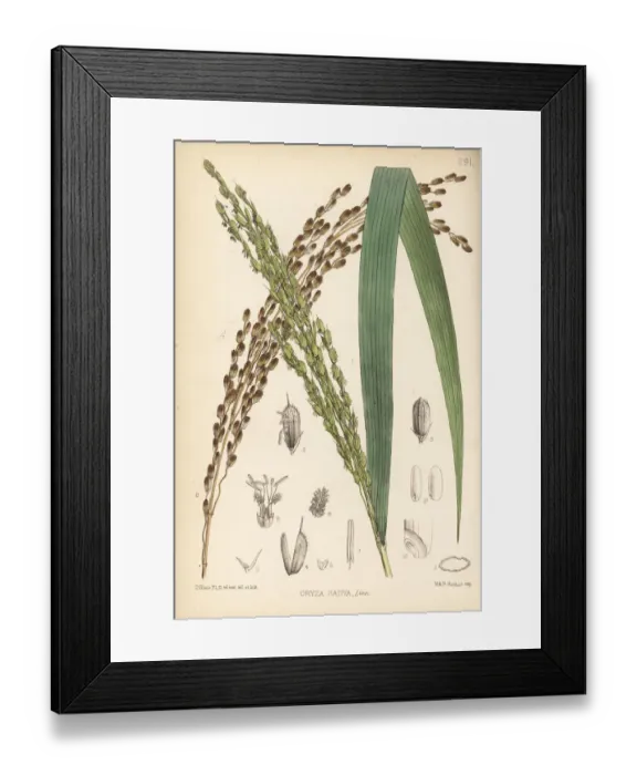 Framed Print : Rice, Oryza sativa Framed Print : Rice, Oryza sativa