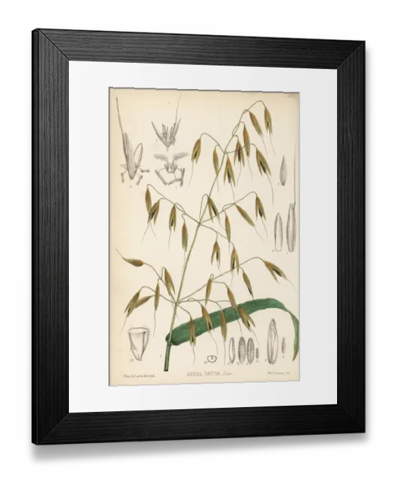 Framed Print : Oats, Avena sativa Framed Print : Oats, Avena sativa