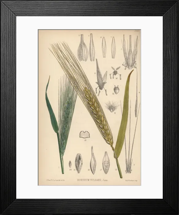 Framed Print : Barley, Hordeum vulgare Framed Print : Barley, Hordeum vulgare
