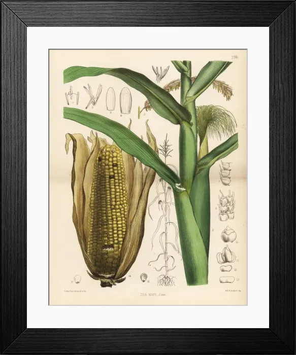 Framed Print : Maize or Indian corn, Zea mays Framed Print : Maize or Indian corn, Zea mays