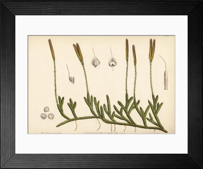 Framed Print : Common club-moss, Lycopodium clavatum Framed Print : Common club-moss, Lycopodium clavatum