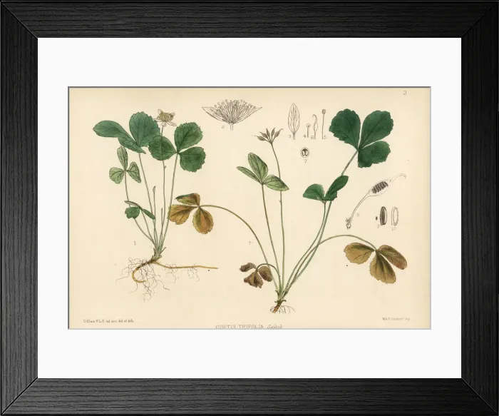 Framed Print : Goldthread or canker root, Coptis trifolia Framed Print : Goldthread or canker root, Coptis trifolia