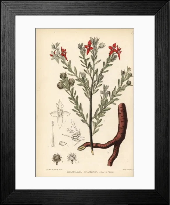 Framed Print : Para rhatany and Peruvian rhatany, Krameria lappacea Framed Print : Para rhatany and Peruvian rhatany, Krameria lappacea
