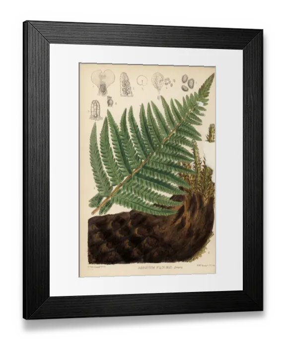 Framed Print : Male fern, Aspidium filix-mas Framed Print : Male fern, Aspidium filix-mas