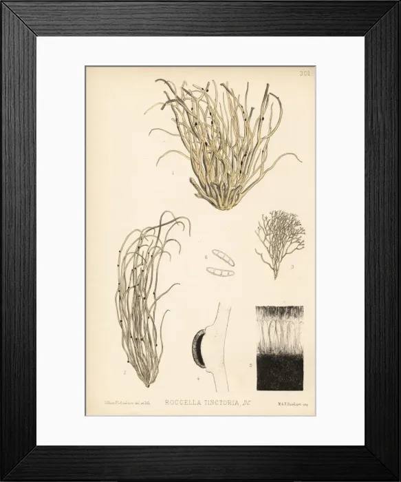 Framed Print : Orchella weed or dyers weed, Roccella tinctoria Framed Print : Orchella weed or dyers weed, Roccella tinctoria