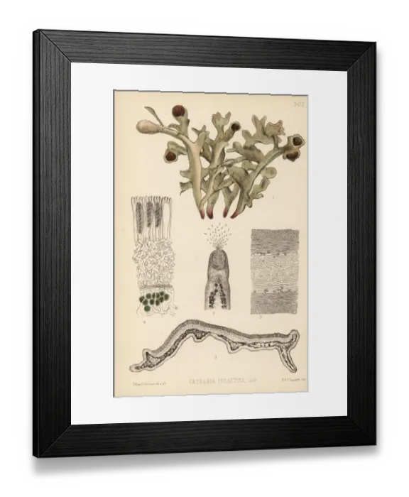 Framed Print : Iceland moss, Cetraria islandica Framed Print : Iceland moss, Cetraria islandica