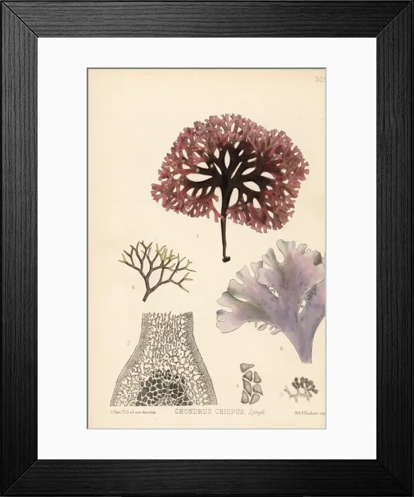 Framed Print : Carrageen moss or Irish moss, Chondrus crispus Framed Print : Carrageen moss or Irish moss, Chondrus crispus
