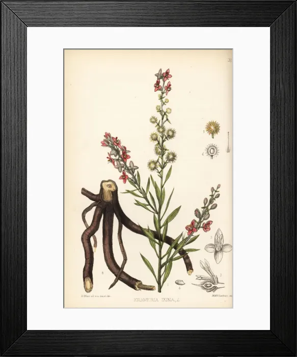 Framed Print : Ixine, Krameria ixine Framed Print : Ixine, Krameria ixine