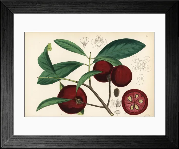 Framed Print : Kokum, amsool or brindall, Garcinia indica Framed Print : Kokum, amsool or brindall, Garcinia indica